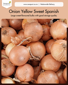 Onions - Spanish Yellow